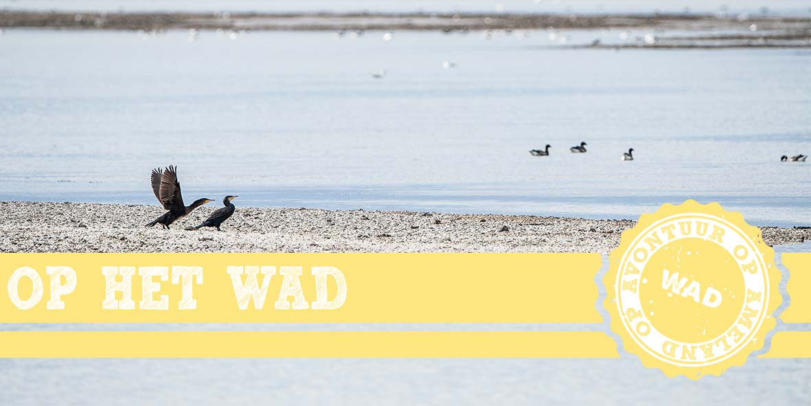 thema-1-wad
